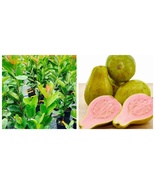 Guava Pear Pera ( guayaba ) /Psidium/ Live Fruit tree - $81.99