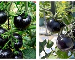 50 Seeds Black tomatoes Garden - $29.93