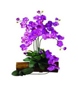 31.5 in. H Orchid Phalaenopsis Stem - Set of 12 - £150.31 GBP