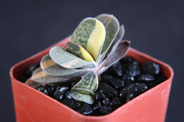 Gasteria Gracilis Variegated Exotic Rare Succulent Haworthia Cacti Plant 2&quot; Pot - £15.73 GBP