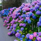 Hydrangea Seeds Perennial Flower Seed Garden Plants Mixed Color 20 - $7.99