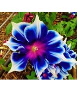 30 seeds Imported Japan &#39;Fan&#39; Blue White Morning Glory Hybrid Seeds - $11.98