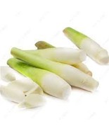 Zizania Latifolia Seeds Aquatic vegetables Planting Seasons 200 Seeds - $199.56 MXN