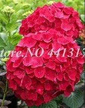 40pcs/ Bag Vanilla Strawberry Hydrangea Flower See edsfor Planting Flower See ed - £4.12 GBP
