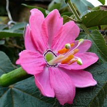 Passiflora mollissima 10 seeds Banana Passion Fruit pink blooms delicious fruit  - $14.98