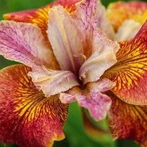 10 Paprikash Siberian Iris Seeds High Germination Rate Garden - $14.45