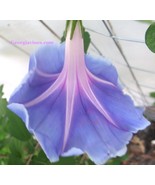 Morning Glory Ipomoea Asatsuki Morning Moon 6 Heirloom Seeds - €12,08 EUR