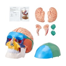 VEVOR Human Skull Model, 8 Parts Brain &amp; 3 Parts Skull, Life-Size Painte... - $85.22