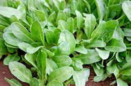 200 Seed Barese Swiss Chard Heirloom Dwarf Strain Baby Greens Salad Soup 35 Days - £12.94 GBP