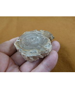 R805-24) genuine fossil Petrified Wood slice specimen Madagascar organic... - $14.95