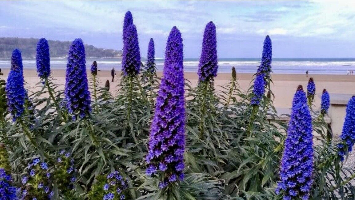 Pride Of Madeira Echium Candicans 50 Seeds Fresh Gardening - $17.99