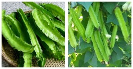 6 Seeds Winged Bean Chinese Asparagus Pea Vegetables - £12.57 GBP