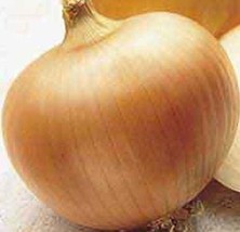 Onion Yellow Sweet Spanish Great Heirloom Vegetable 1 Oz Seeds Fresh Garden USA  - $25.90