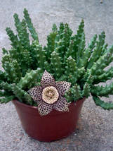 3 Cuttings, Orbea variegata, Carnivore Cactus, Carrion Flower Stisseria Stapelia - £31.60 GBP
