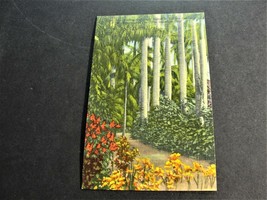 Sunken Gardens, The Sunshine City - St. Petersburg, Florida -Unposted Postcard. - £5.85 GBP
