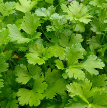 Parsley Italian Giant  Container Garden Edible Culinary 500 Seeds - $8.99