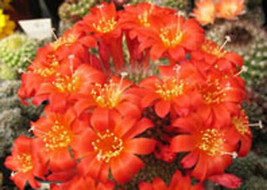 Rebutia minuscula exotic flowering rare clustering cactus flower seed 50 SEEDS - £7.02 GBP