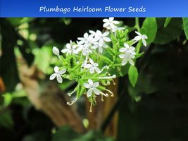 Tropical Seeds -Plumbago zeylanica-20 Seeds - See Listing Below -Lileo -Chitrak  - £3.11 GBP