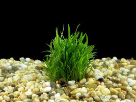 3x Live Aquarium Plants Micro Sword Bunch Lilaeopsis Novaezelandiae - £31.34 GBP