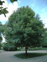 White Oak Tree qt pot (Quercus alba) image 2