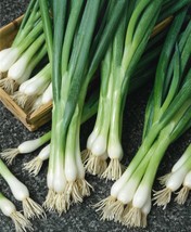 250+ White Lisbon Onion Seeds Scallion / Bunching Nongmo Heirloom Fresh - $9.89