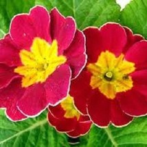 USA SELLER 15 Scarlet Ruffled Primula Primrose Perennial Flower Seeds - £15.66 GBP