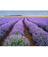 KKG Premium Vera Lavender Fresh Organic Seed Fresh Garden - €6,84 EUR
