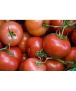 Tomato Seeds 500 Ace 55 Vf 80 Days Fast Grow - $18.60 CAD