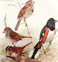 Sparrows And Towhee 1936 Bird Lithograph Color Plate Art Print Nature DW... - $458.55 MXN