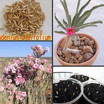 100 pcs Fresh Real Adenium oleifolium - Adenium Obesum semillas - Bonsai Desert  - £21.17 GBP