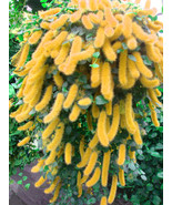 100Seeds Trailing Chenille Plant Seeds Yellow Color Perennial Bonsai - $6.55