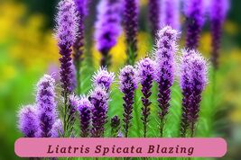175 Seeds Fast Germination Liatris Spicata Blazing Stars - $2.68 CAD