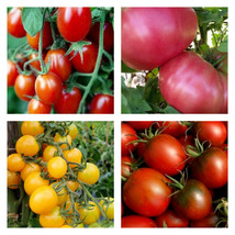 Short Season Tomato Mix | Organic Seeds FRESH - £12.86 GBP