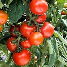 50+ Seeds Tamina Tomato Tomatoe Vegetable Garden Edible Canning From US - $8.94