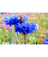 500 SEEDS DWARF BLUE BACHELOR BUTTON CORNFLOWER RAPID GARDEN BEAUTY WITH... - $8.35