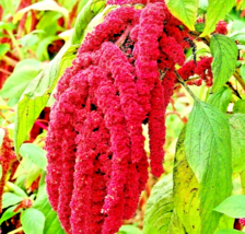 20 Seeds Amaranth Love Lies Bleeding Spring Flower Garden Heirloom NON-GMO - £10.42 GBP