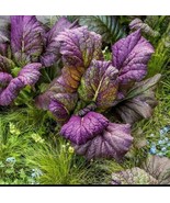 200 Seeds Osaka Purple Mustard, Vegetables Plant Outdoor Plant Organic P... - $10.99