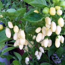 1 White Habanero Pepper Seeds Chili Pepper Seeds 25 Thru 500 Seeds Gardening USA - $9.85