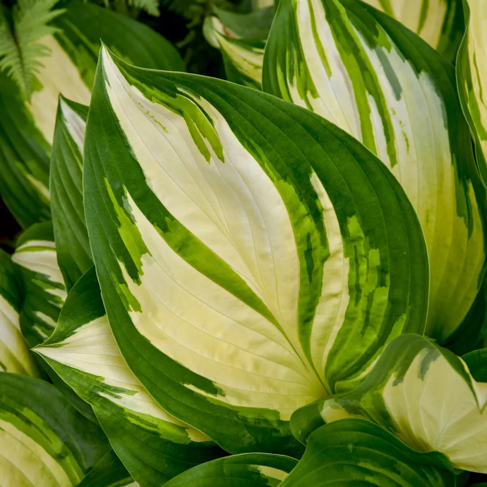 Hosta Miss America Medium New White Disease-Free 2.5 Inch Pot  - $27.16