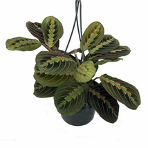 Live Plant Maranta Red Prayer Easy to Grow Houseplant 6&quot; Hanging Basket ... - £62.27 GBP