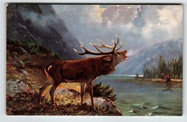 Deer Elk Lake Mountains Rustic Postcard Signed Muller Wildlife HKM 350 Germany - £13.06 GBP