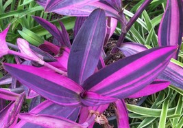 Live Plant PINK Black Purple Stripe Tradescantia Variegated Pallida Houseplants - £55.76 GBP