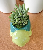Turtle Planter & Live Succulent, 5" Blue Green Ceramic Tortoise Pot, Sedeveria image 4