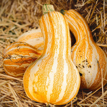 Orange Striped Cushaw Squash Seeds Sweet Gourd Pumpkin Seed Fast Shipping - £4.75 GBP