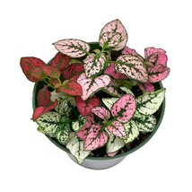 Polka-dot-plant, Hypoestes phyllostachya, Tricolor, red pink and white, very lim - £9.09 GBP