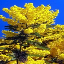 From Usa 10 Sweet Acacia Mimosa Tree Seeds (Acacia Farnesiana) Wattle Flower Fas - $9.95