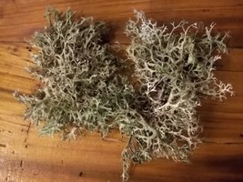 Organic - Live Reindeer Lichen Moss - for Terrariums Fairy Gardens - $14.00