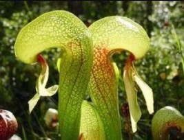 SL Carnivorous Cobra Lily Darlingtonia Californica Flower (10 Seeds) Can... - £8.54 GBP