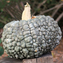 Semilir 25 Marina Di Chioggia Squash Seeds USA  Fast Grow From US - £9.11 GBP