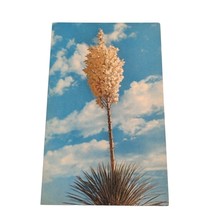 Postcard Yucca Plant Tree In Bloom Chrome Unposted - $5.93